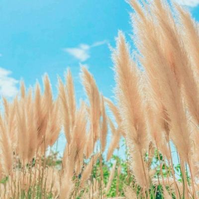 抽搐篮球最新破解版下载